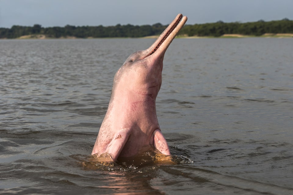 Delfines y Comunidades