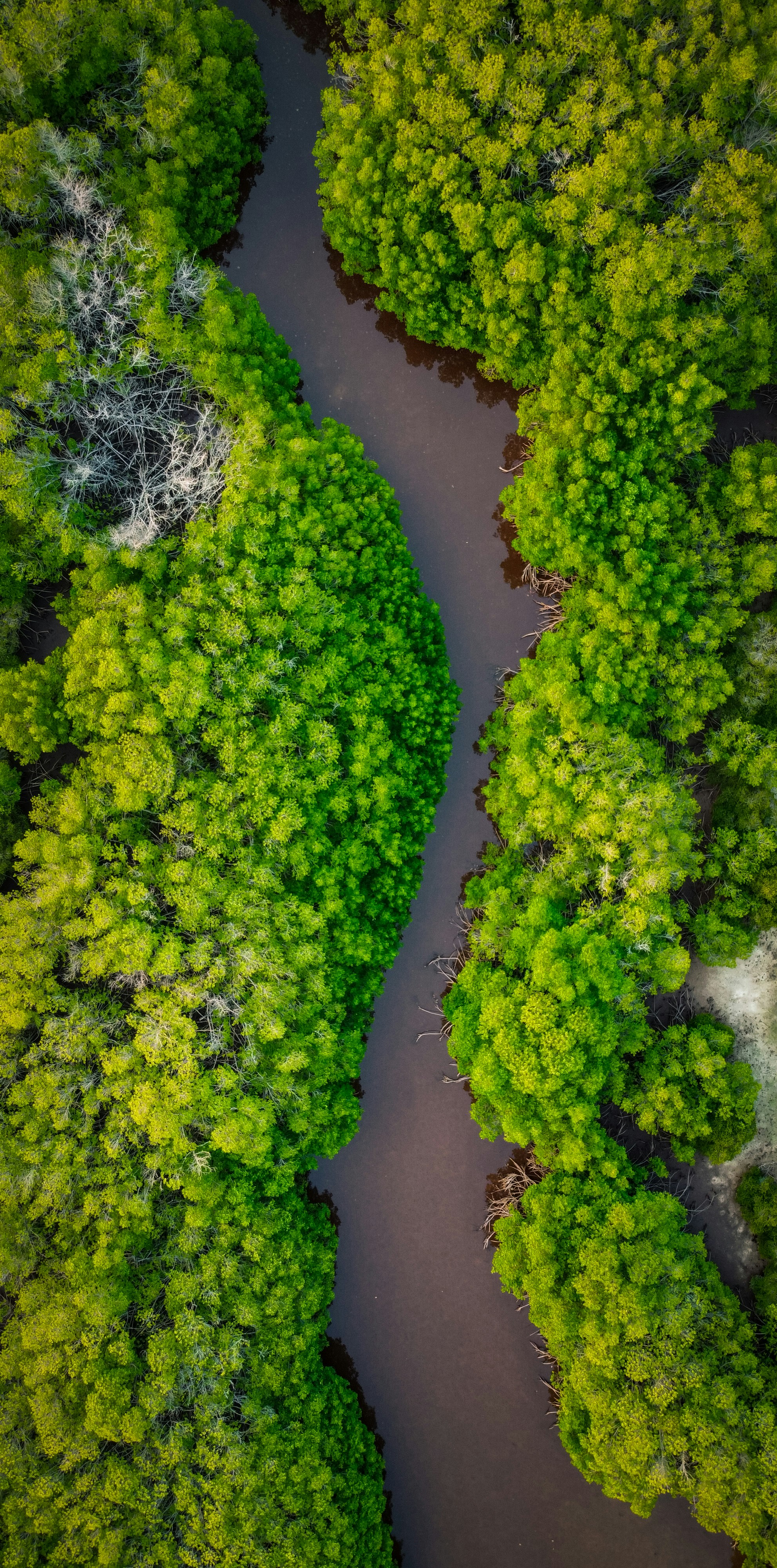 Río y selva de la Amazonía peruana al amanecer